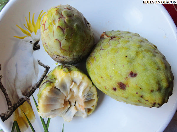Annona cacans Seeds