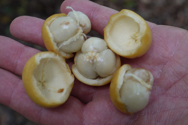 Baccaurea motleyana (Rambai) Seeds