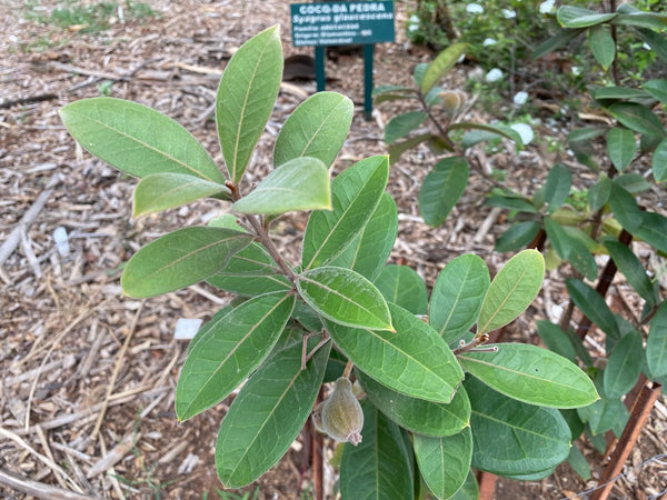 Eugenia klotzschiana (Pera do Cerrado, Cabacinha do Campo) Seeds