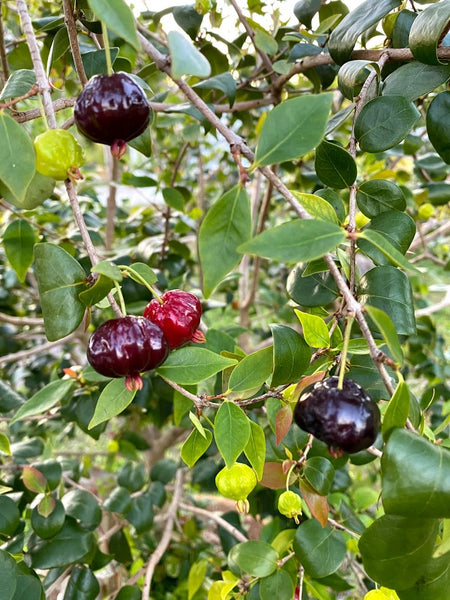 Eugenia uniflora ("Black" Suriname Cherry) Seeds