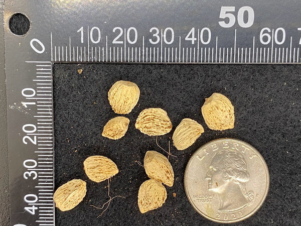 Mayna odorata (Mayna) Seeds