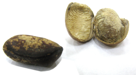 Monodora myristica (Calabash nutmeg) Seeds