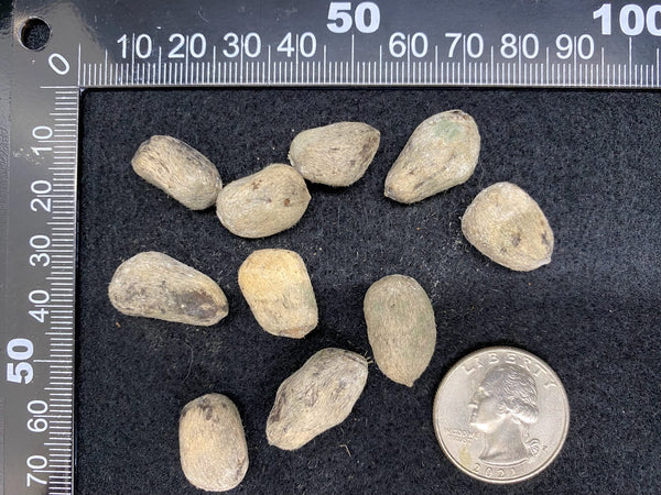 Monodora myristica (Calabash nutmeg) Seeds