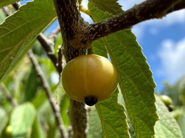Muntingia calabura "Yellow" (Jamaica Cherry) Seeds