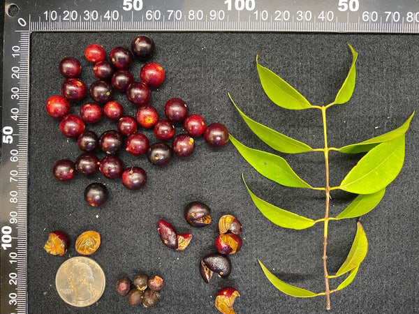 Myrciaria floribunda (Rumberry, Guavaberry) Seeds