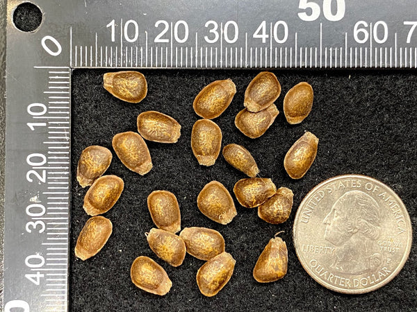 Annona conica Seeds
