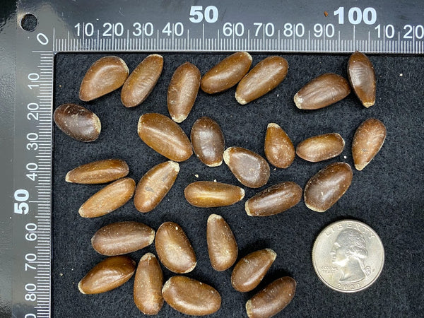 Annona scleroderma (Cawesh, Poshe-te) Seeds