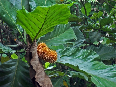 Artocarpus elasticus (Terap) Seeds