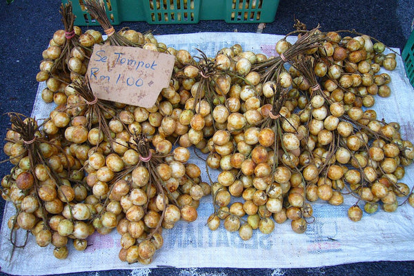 Baccaurea motleyana (Rambai) Seeds