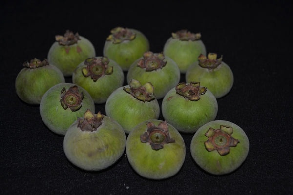 Campomanesia schlechtendaliana (Gabiroba Verde Rugosa, Rugged Green Guabiroba) Seeds
