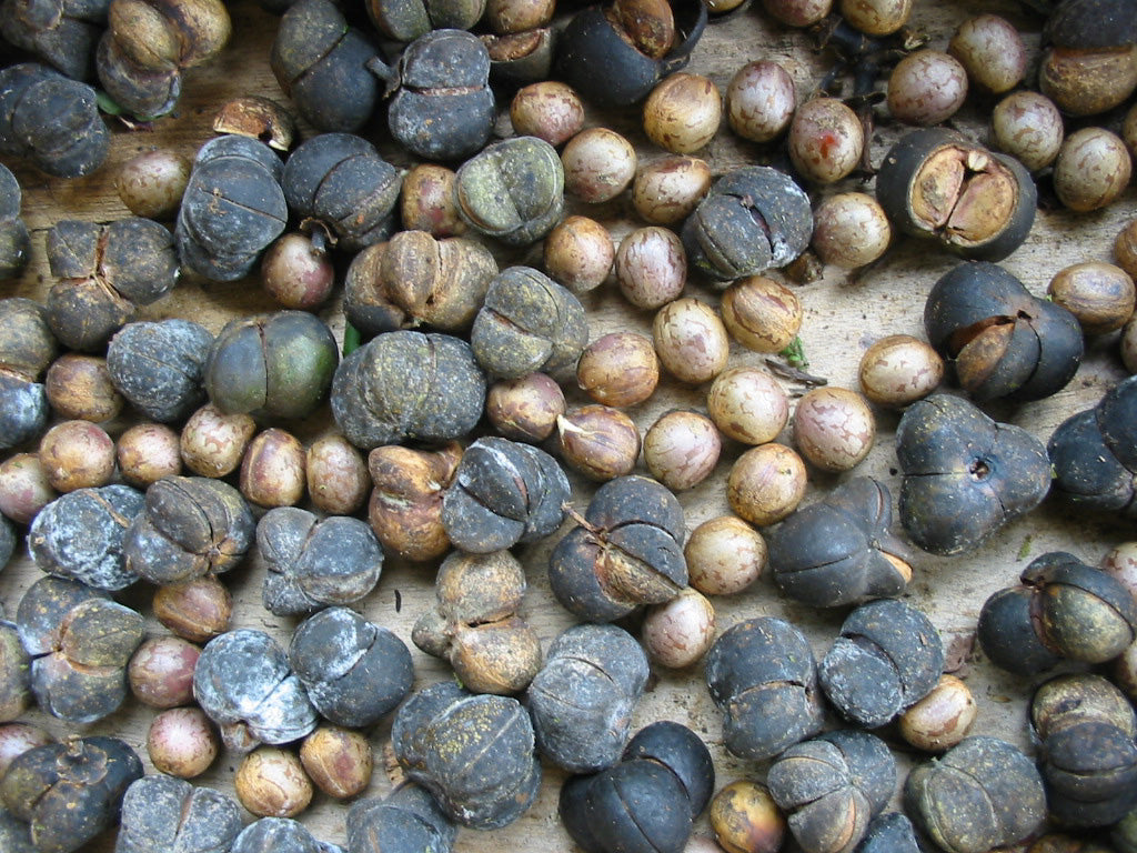 Caryodendron sp. Dwarf Inchi Seeds