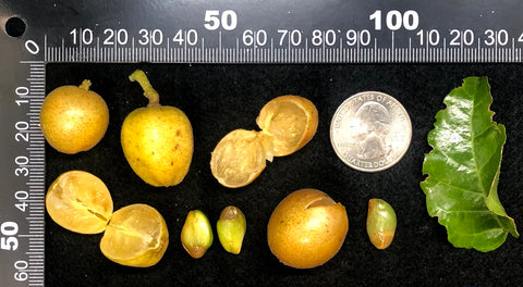 Clausena lansium (Wampee) Seeds
