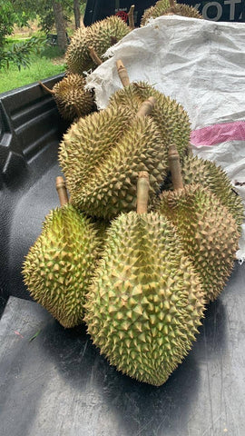 Durio zibethinus "Monthong Durian" Seeds