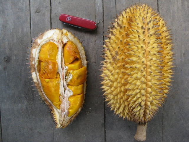 Durio kutejensis "DK3" (Durian Pulu) Seeds