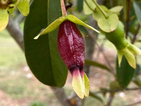 Eugenia calycina (Savannah Cherry) Seeds