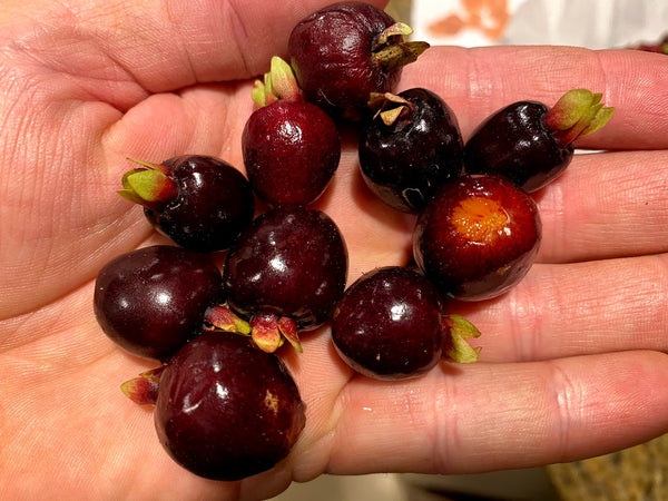 Eugenia involucrata - Cherry of The Rio Grande (CORG) Seeds