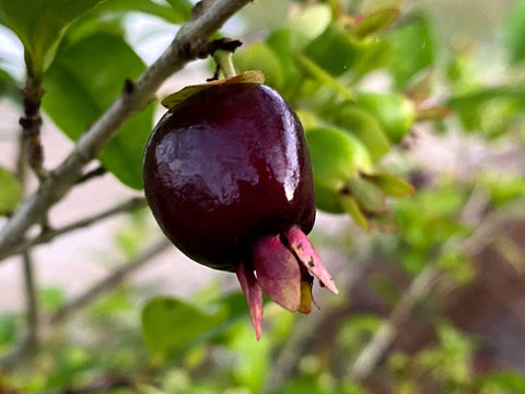Eugenia involucrata - Cherry of The Rio Grande (CORG) Seeds