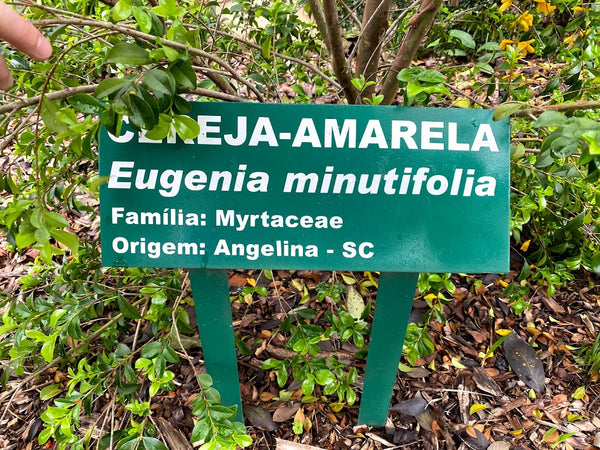 Eugenia minutifolia (Cereja do Anestor, Cereja Amarela, Yellow Cherry) Seeds