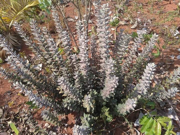 Eugenia sellowiana (Perinha, Uvaia do Campo) Seeds