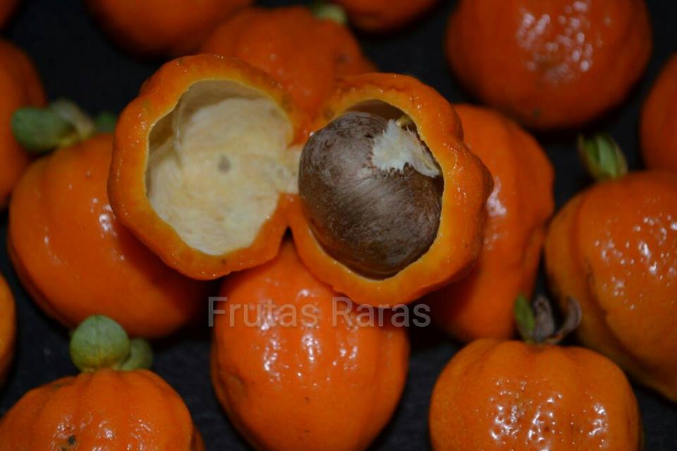 Eugenia speciosa (Pitangao, Laranjinha Do Mato, Ibaijuba) Seeds