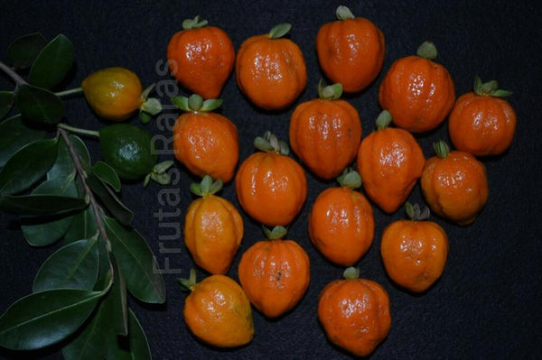 Eugenia speciosa (Pitangao, Laranjinha Do Mato, Ibaijuba) Seeds
