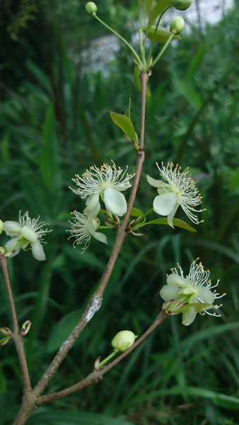 Eugenia squamiflora (Uvaia brilhante, Uvaia de Joinville) Seeds