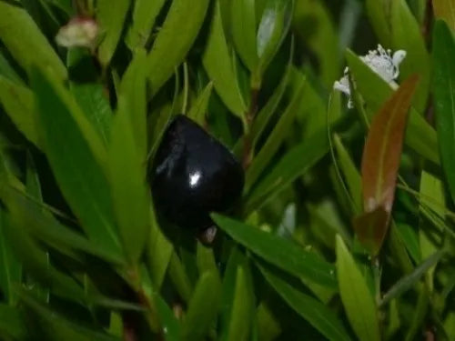 Eugenia ssp. Pitanguinha / Cereja do Rio Paranaiba Seeds