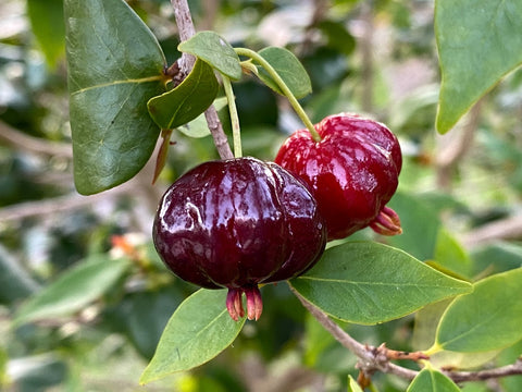 Eugenia uniflora ("Black" Suriname Cherry) Seeds