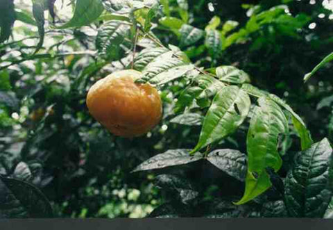 Eugenia victoriana (Guayabilla, Sundrop) Seeds