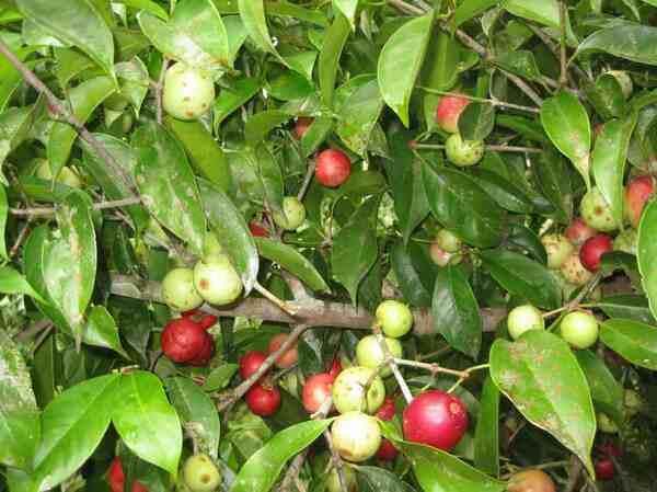 Garcinia forbesii (Brunei Cherry) Seeds