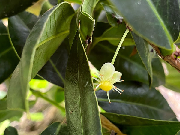 Garcinia aristata (Cuban Mangosteen) Seeds