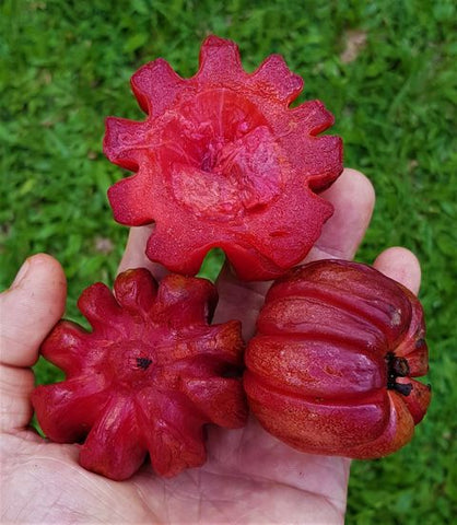 Garcinia gummi-gutta (G. cambogia) "Red" Seeds