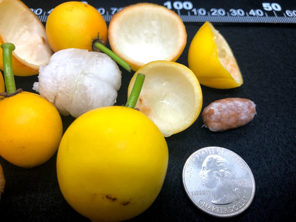 Garcinia intermedia (Lemondrop Mangosteen) Seeds