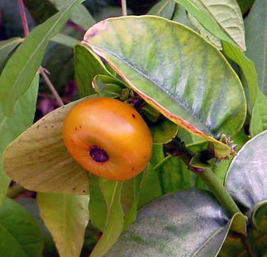 Garcinia prainiana (Cherapu, Button Mangosteen) Seeds