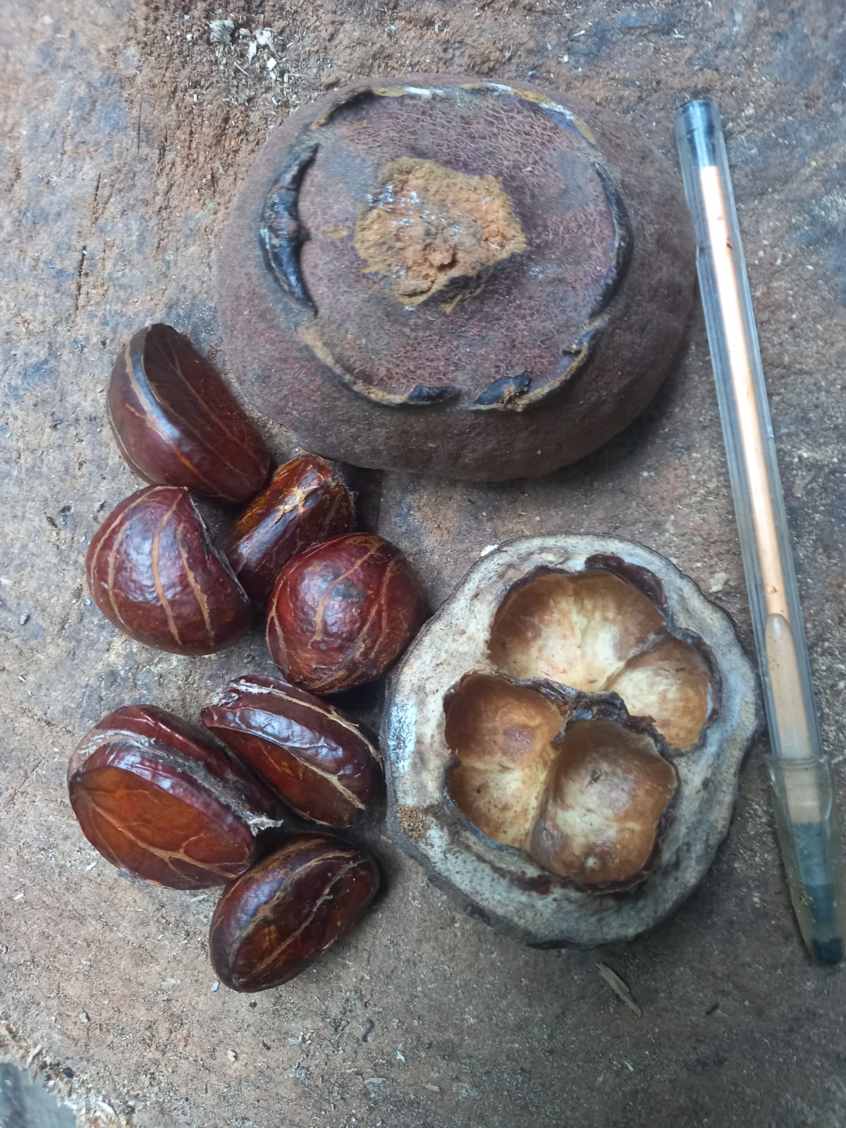 Gustavia sp. Seeds