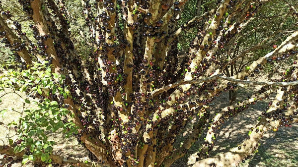 Plinia jaboticaba "Sabara" Seeds