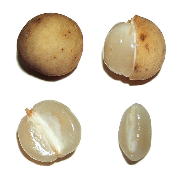 Lansium parasiticum "Duku" (Langsat, Lanzones) Seeds