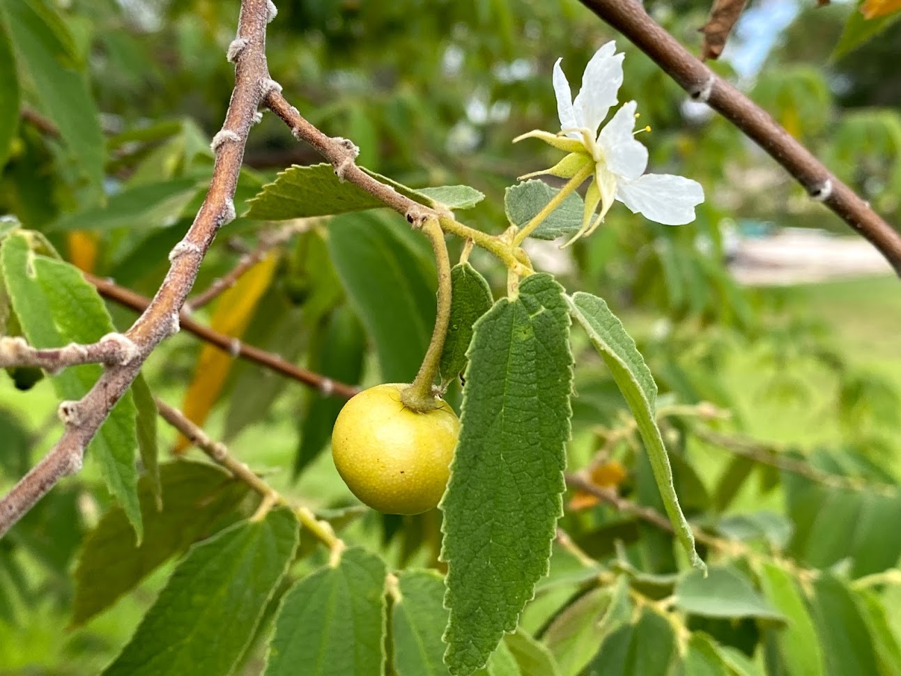 Muntingia calabura "Yellow" (Jamaica Cherry) Seeds