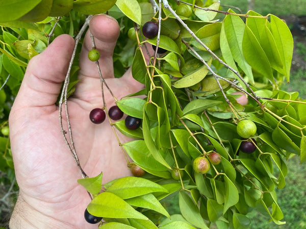 Myrciaria floribunda (Rumberry, Guavaberry) Seeds