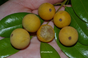 Myrciaria guaquiea (Guaquica, Iba-cuica, Bacuíca) Seeds