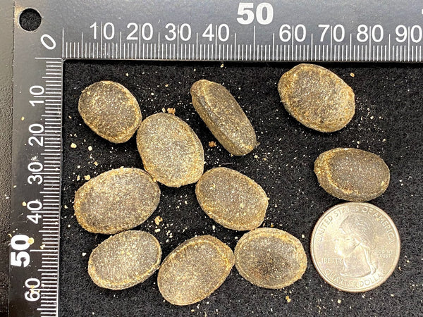 Onychopetalum periquino "Mini Amarela / Small Yellow" (Envira Caju) Seeds