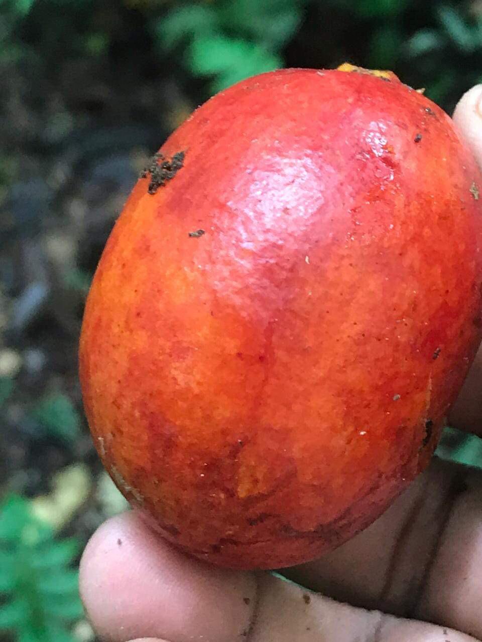 Onychopetalum periquino "Vermelha Gigante / Giant Red" (Envira Caju) Seeds