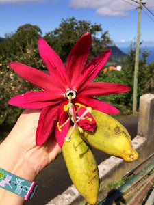Passiflora antioquiensis (Red Banana Passionfruit) Seeds