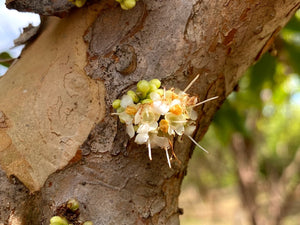 Plinia aureana "Branca Mel" Jaboticaba Seeds