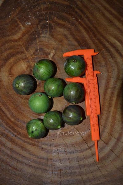 Plinia sp. Branca Melancia (aka Branca Rajada, Watermelon) Jaboticaba Seeds