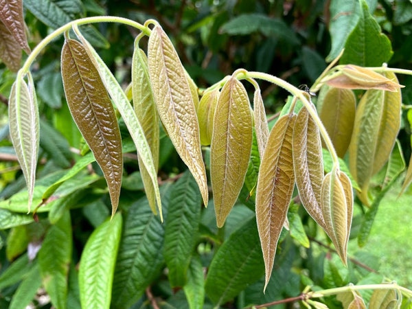 Plinia aureana "Smooth" Jaboticaba Seeds