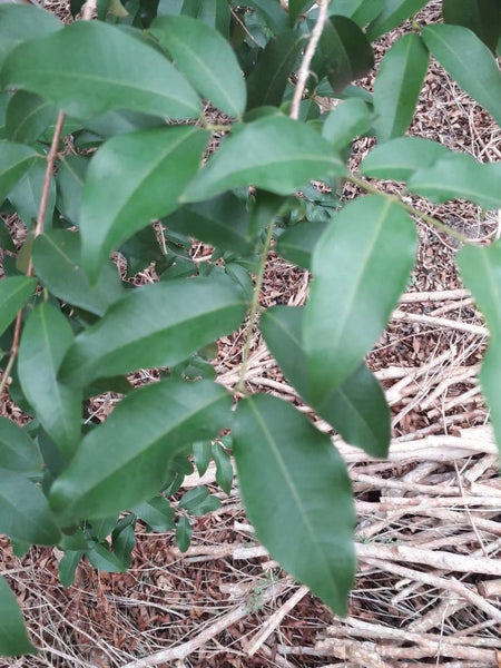 Plinia coronata "Long Penduncle - Mature Leaves
