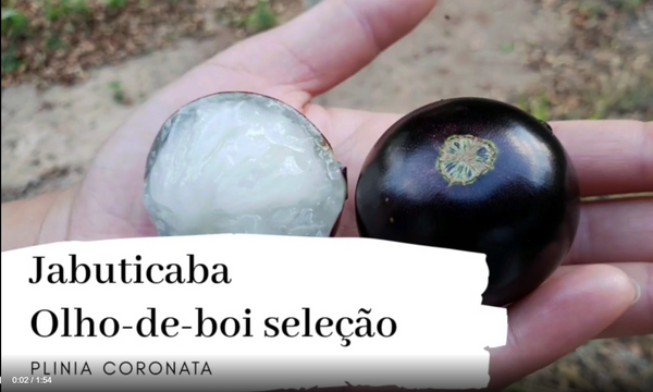 Plinia coronata "Olho de Boi Selection" Jaboticaba Seeds
