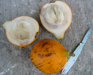 Plinia inflata (regular Mulchi) Seeds