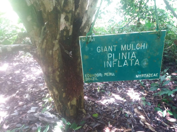 Plinia inflata ("Giant" Mulchi) Seeds